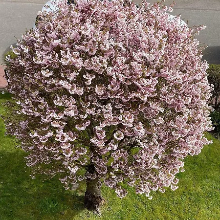 アパート Feriengarten-buesum-c10 *